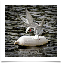 tussling terns - Rob Shaw